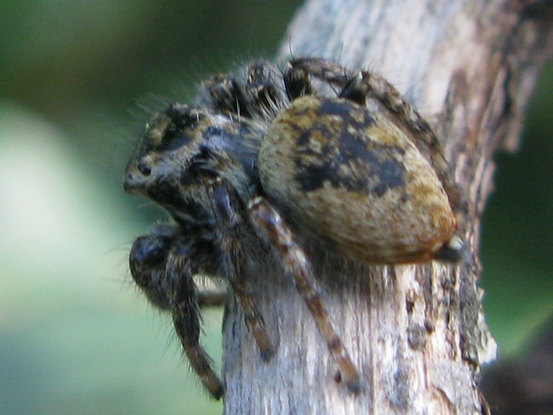 Carrhotus xanthogramma